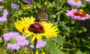 10 Facts About Butterfly in Hindi
