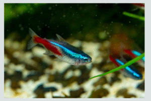 Neon Tetra