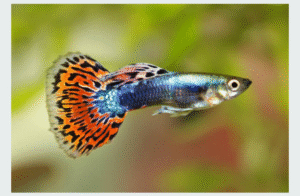 Guppy Fish