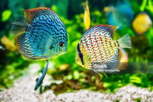 Discus Fish