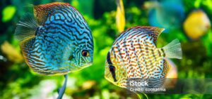 Discus Fish