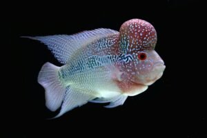 Flowerhorn fish