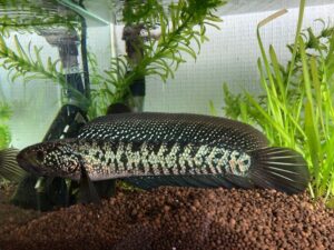 Girai Fish